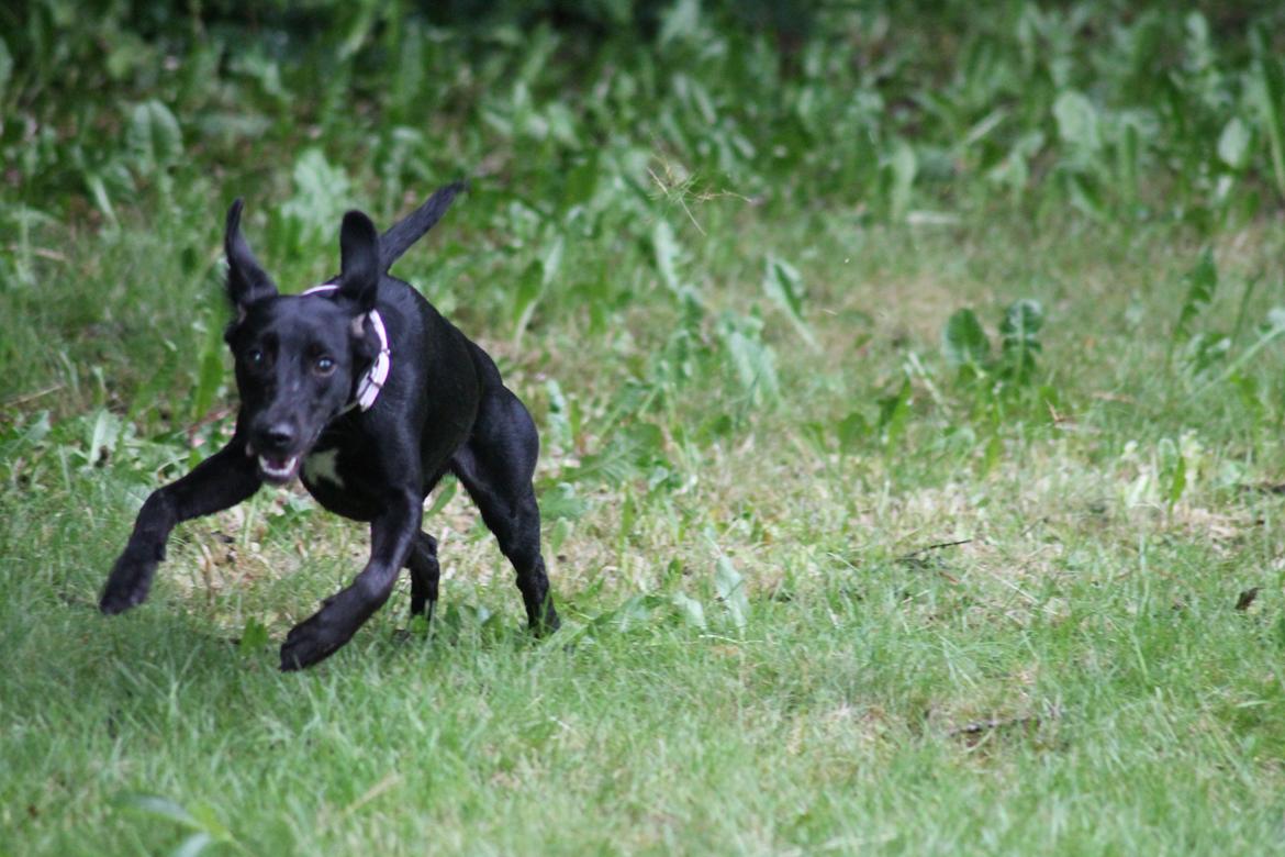 Blanding af racer Addie billede 17