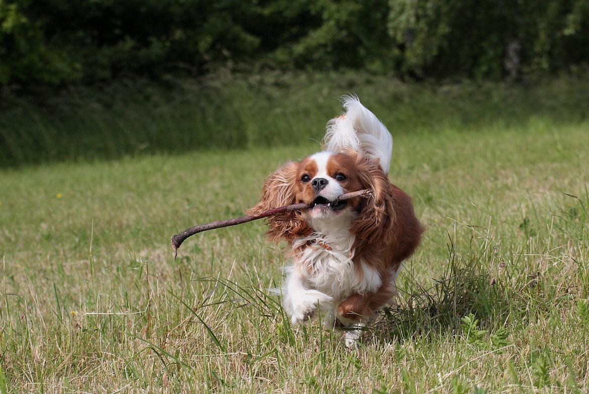 Cavalier king charles spaniel Bazil - Bazil 12 mdr billede 8