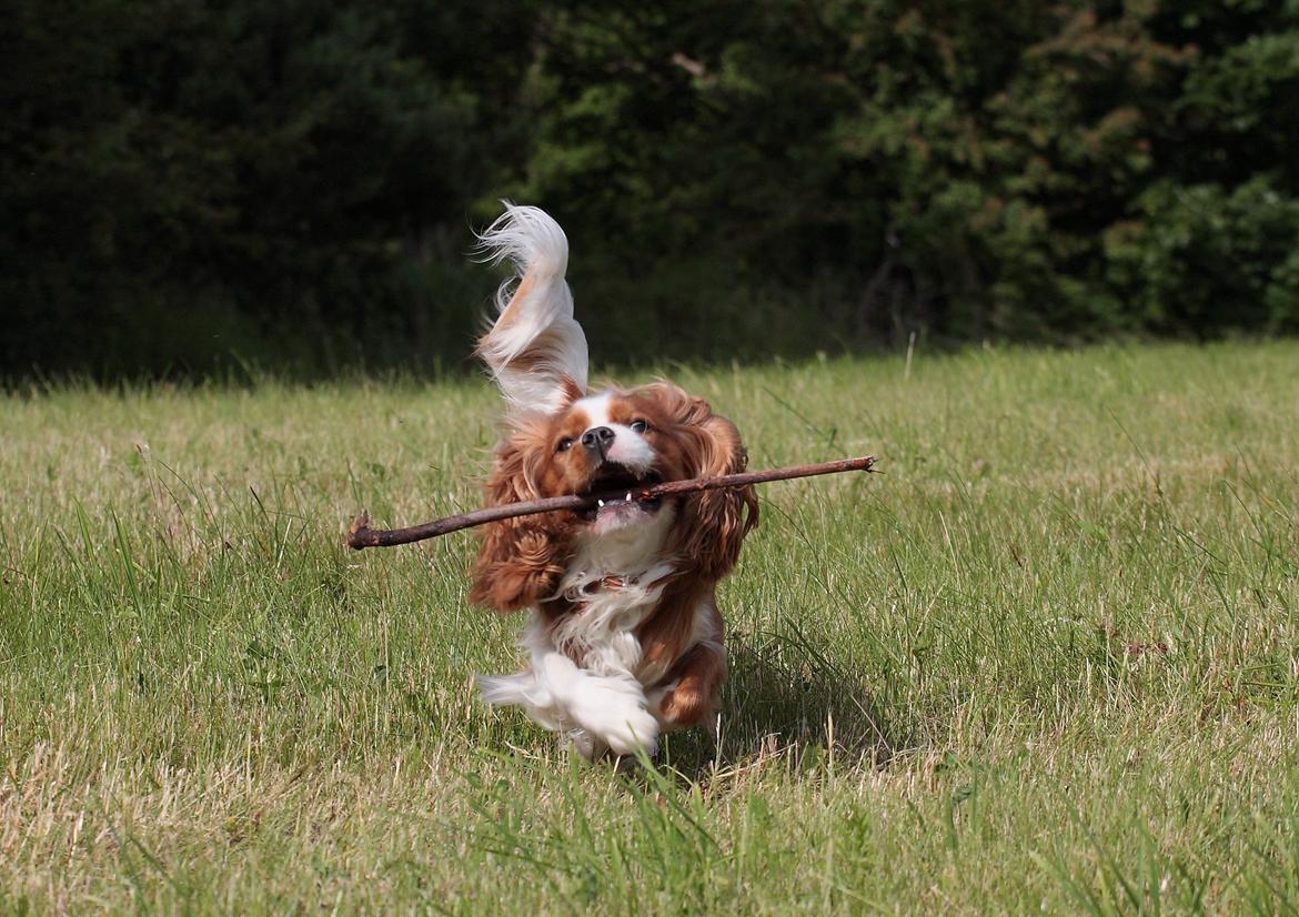 Cavalier king charles spaniel Bazil - Wee min pind billede 19