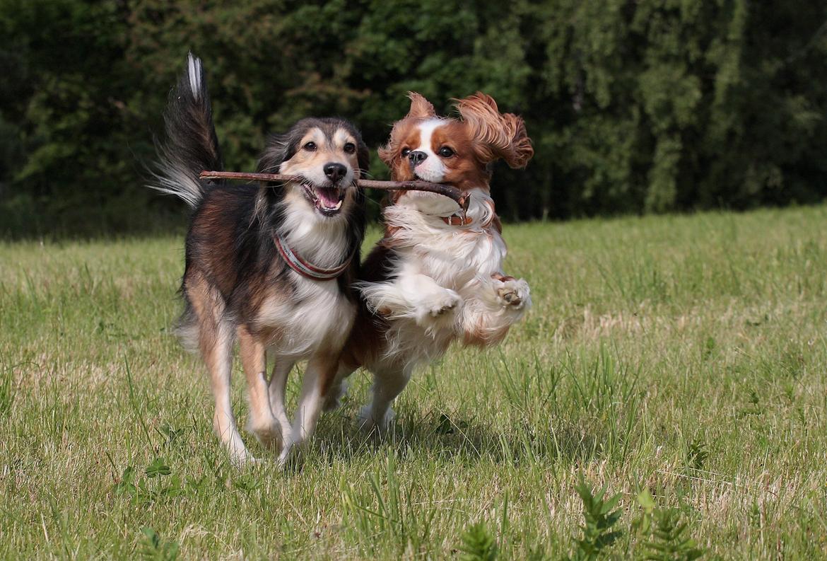Cavalier king charles spaniel Bazil - Giv mig så min pind Fluffy billede 5