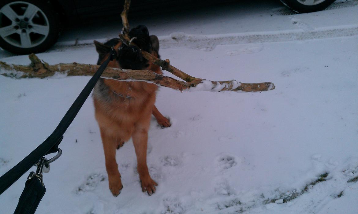 Schæferhund Kenzo - Her er jeg i kamp med et kæmpe træ  elsker det og jeg vinder billede 17