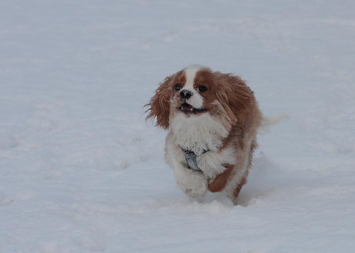 Cavalier king charles spaniel Bazil - Weee sne... billede 20