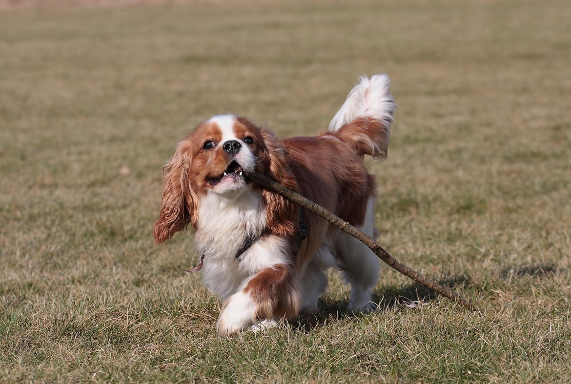 Cavalier king charles spaniel Bazil - Jeg tror nok jeg er en lab *GG* billede 11