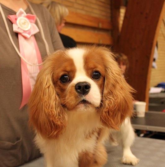 Cavalier king charles spaniel Bazil - Smukke Bazil billede 13