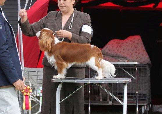 Cavalier king charles spaniel Bazil - Bazil 1 år på udstilling billede 15