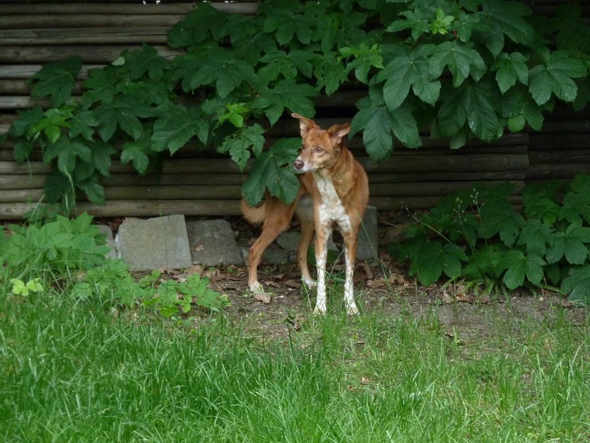 Blanding af racer Lilly *Himmelhund* billede 1