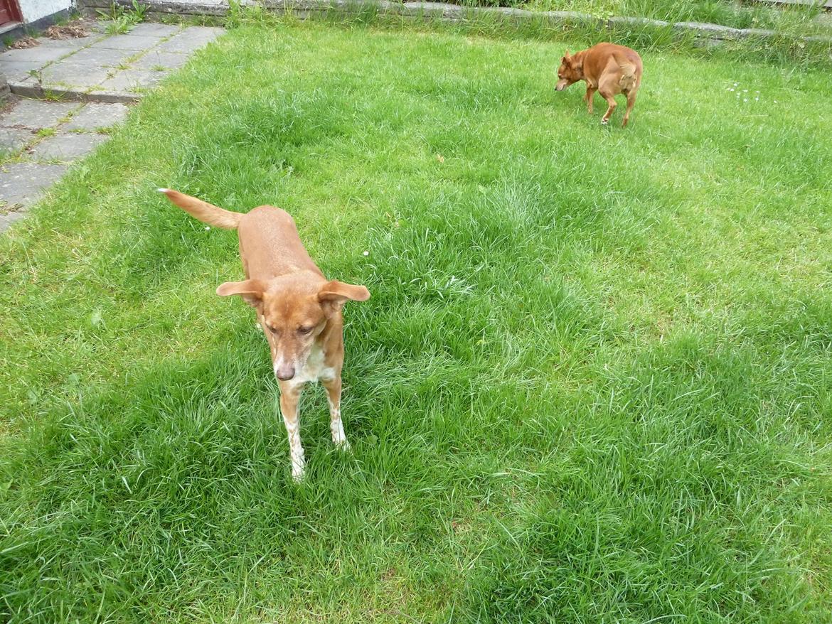 Blanding af racer Lilly *Himmelhund* billede 2