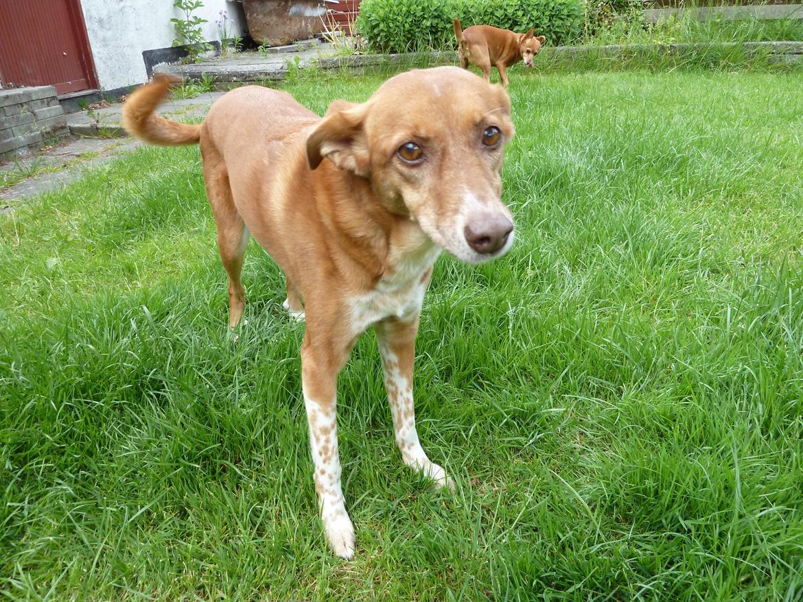 Blanding af racer Lilly *Himmelhund* billede 3