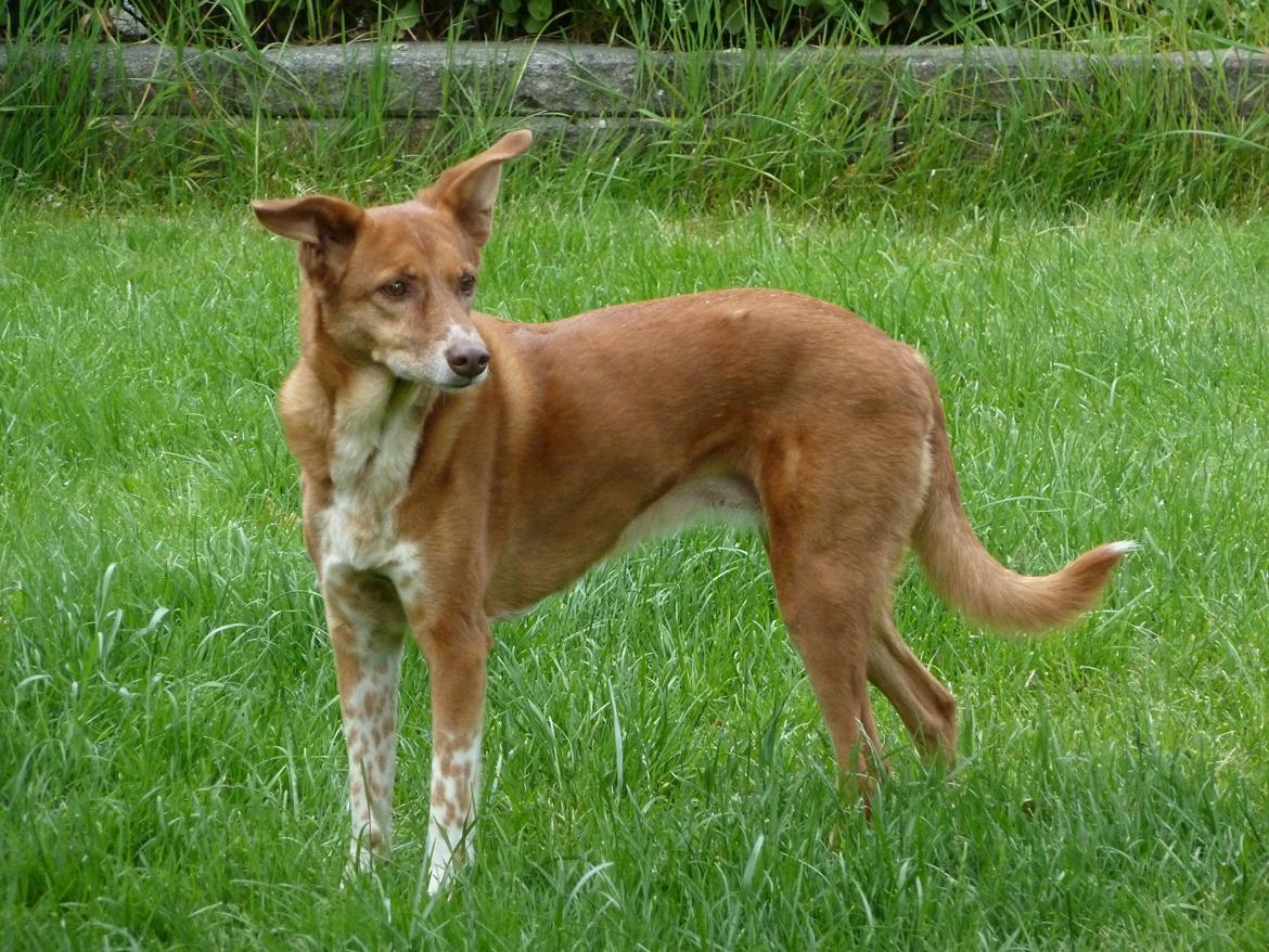 Blanding af racer Lilly *Himmelhund* billede 4