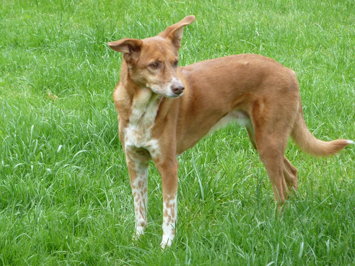 Blanding af racer Lilly *Himmelhund* billede 5