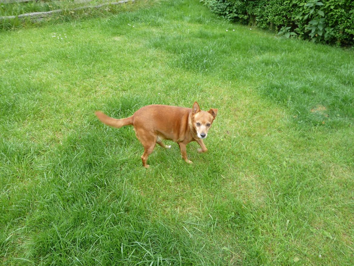 Blanding af racer Søs billede 1