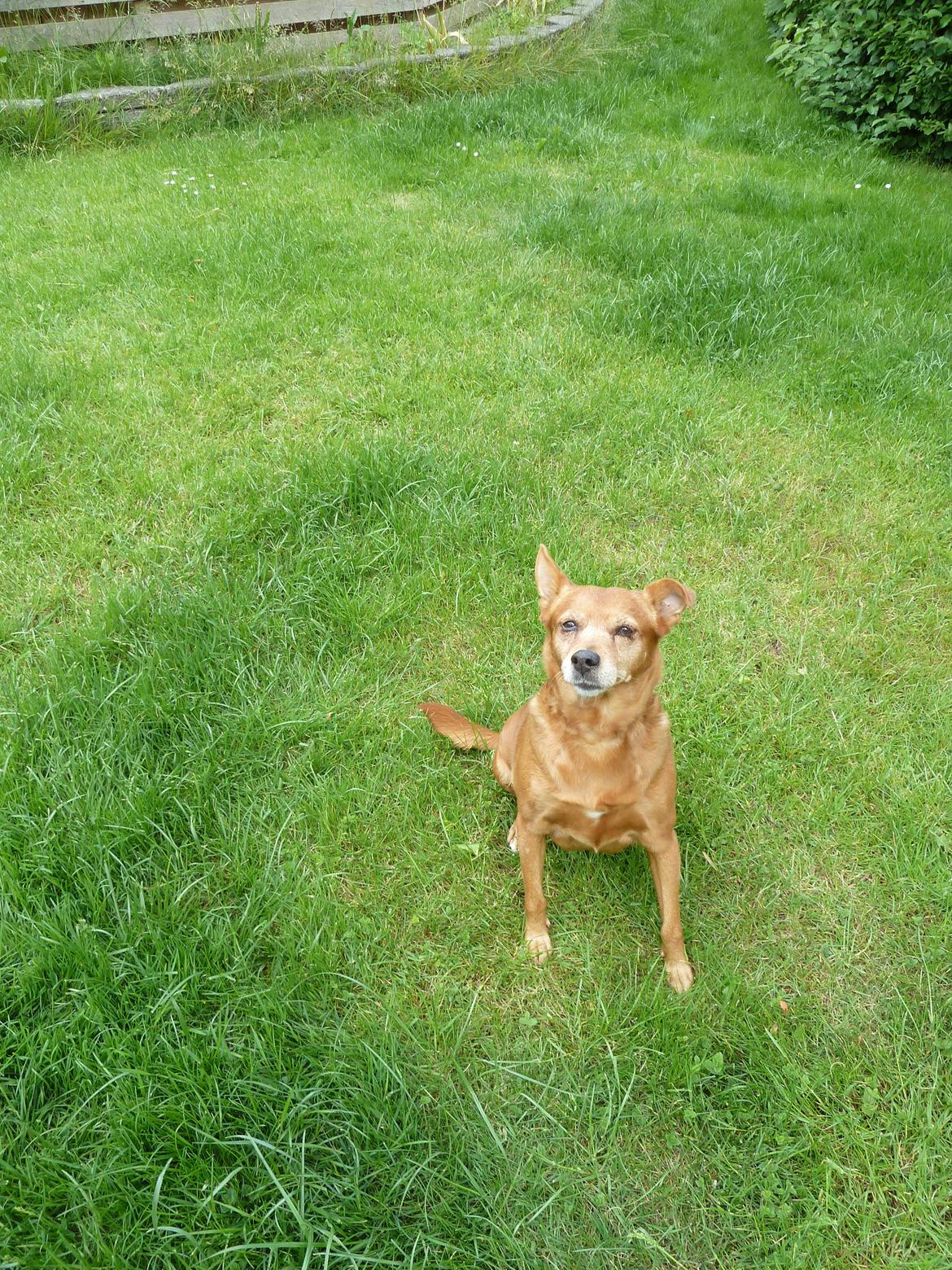 Blanding af racer Søs billede 2