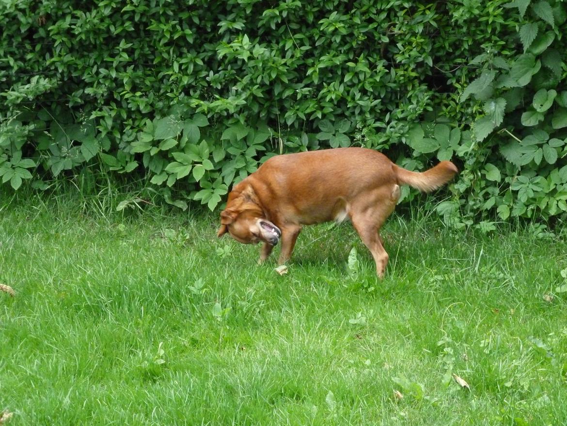 Blanding af racer Søs billede 3