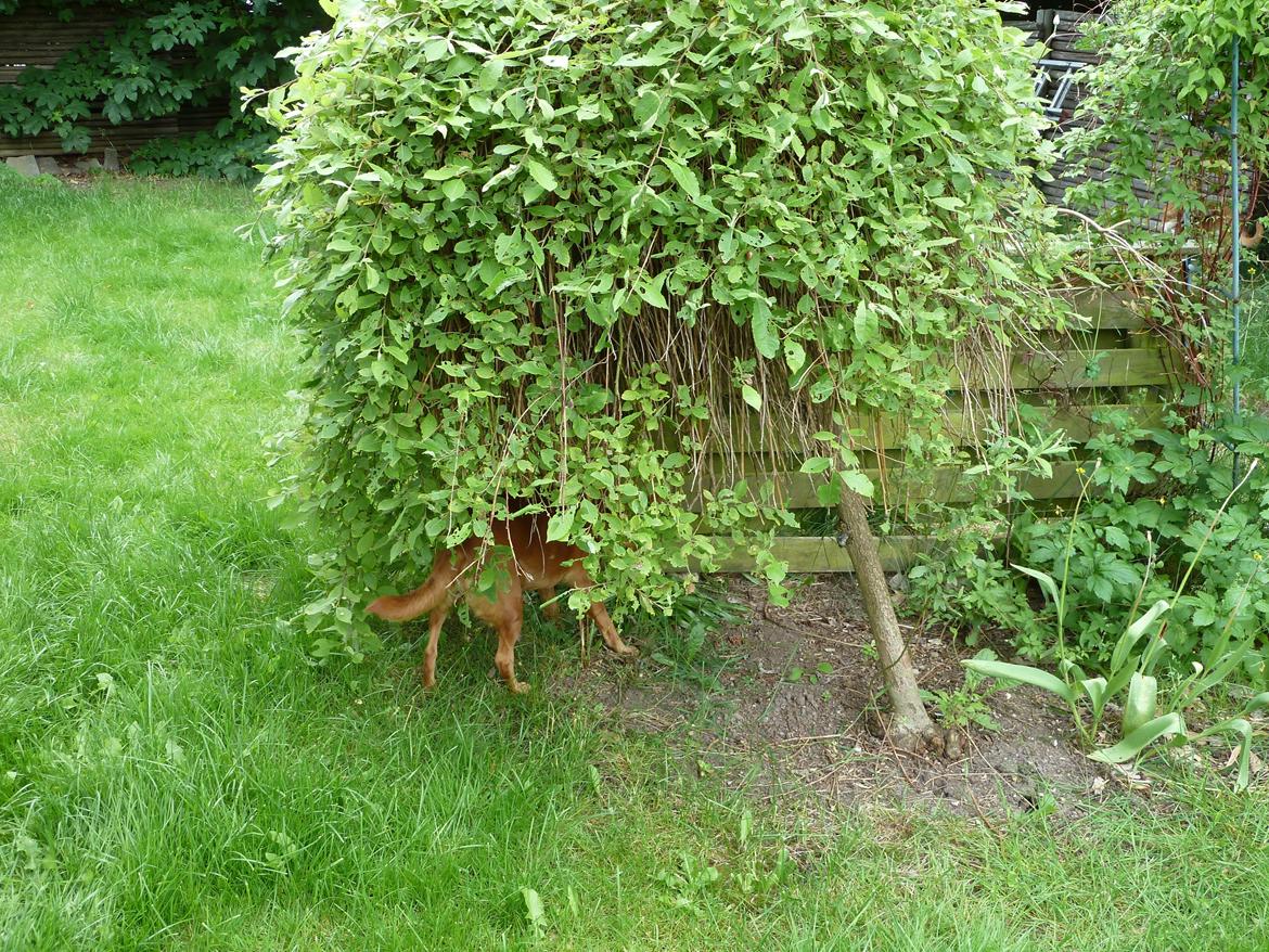 Blanding af racer Søs billede 4