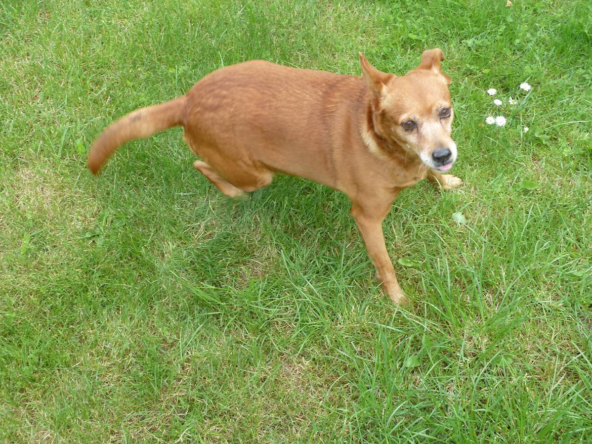 Blanding af racer Søs billede 5