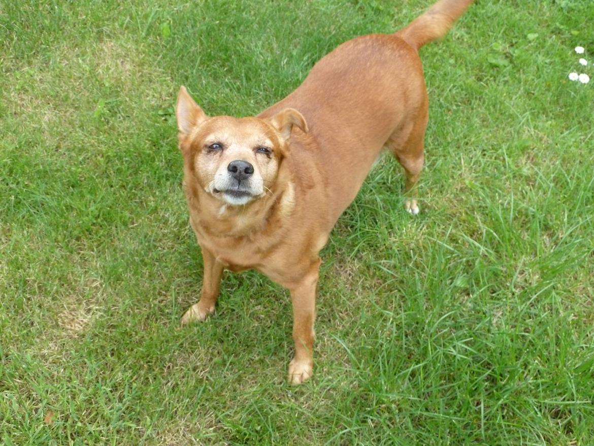 Blanding af racer Søs billede 6