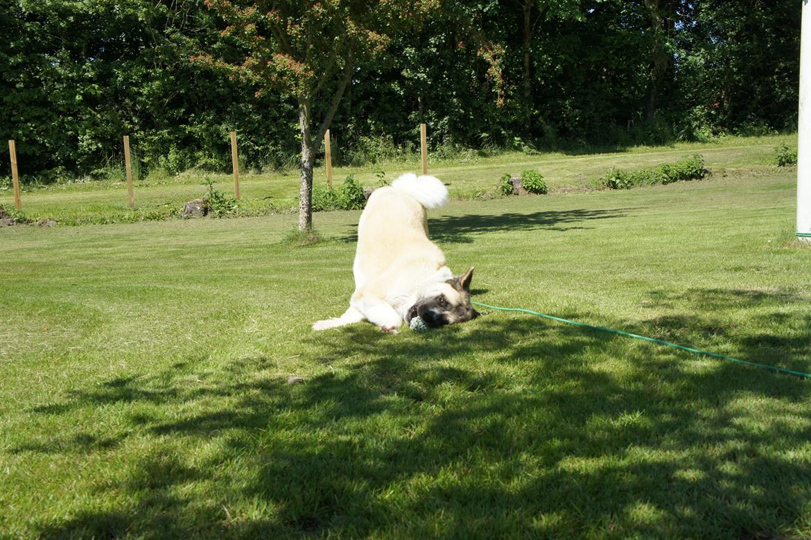 American Akita Senseo When I grow up *Fiona* billede 3