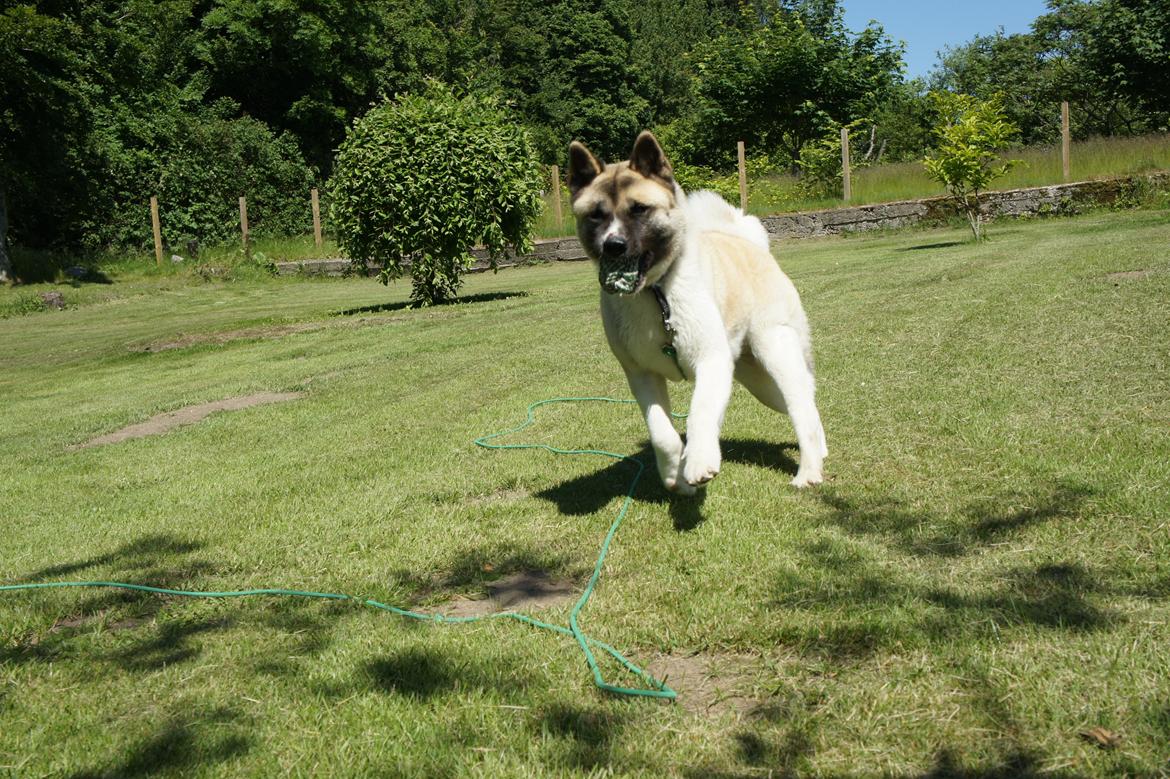 American Akita Senseo When I grow up *Fiona* billede 4
