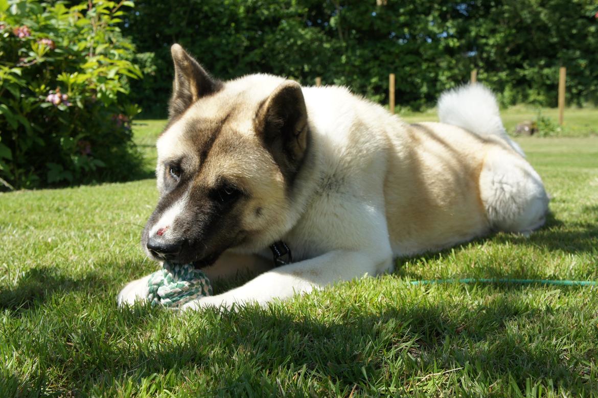 American Akita Senseo When I grow up *Fiona* - Har fået et lille hak på næsen efter en lille søskende fight billede 2
