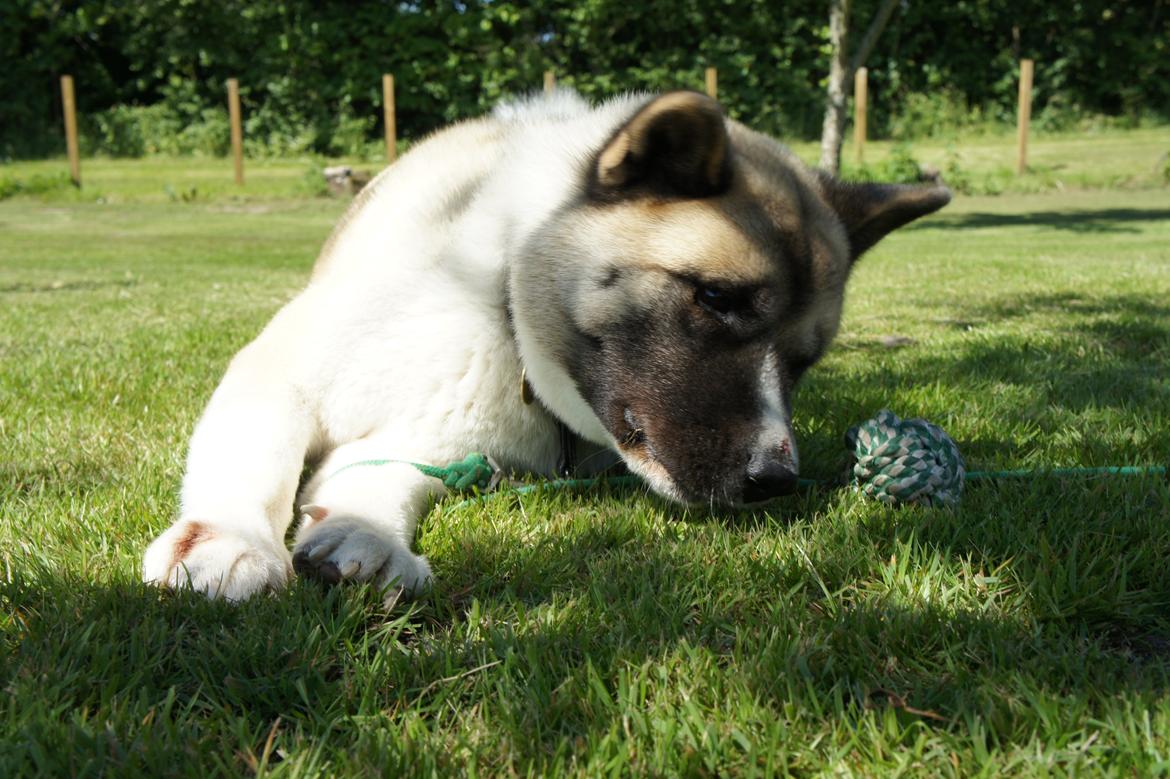 American Akita Senseo When I grow up *Fiona* billede 5