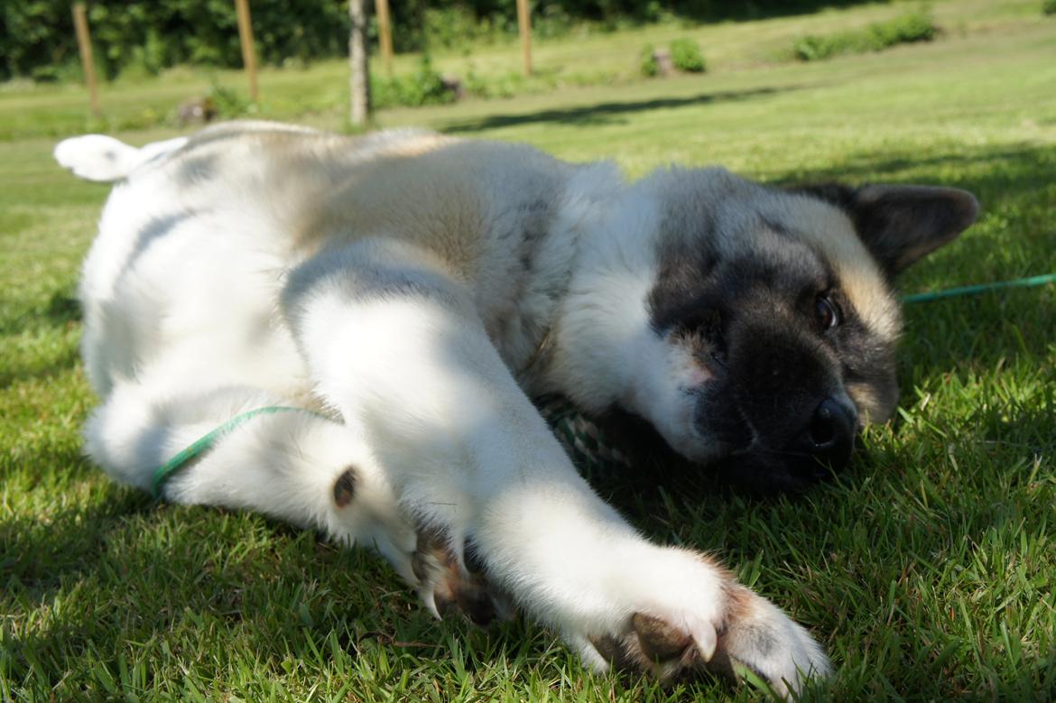 American Akita Senseo When I grow up *Fiona* billede 6