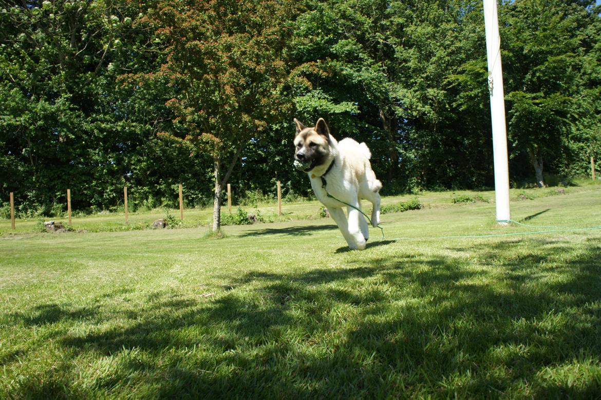 American Akita Senseo When I grow up *Fiona* billede 7