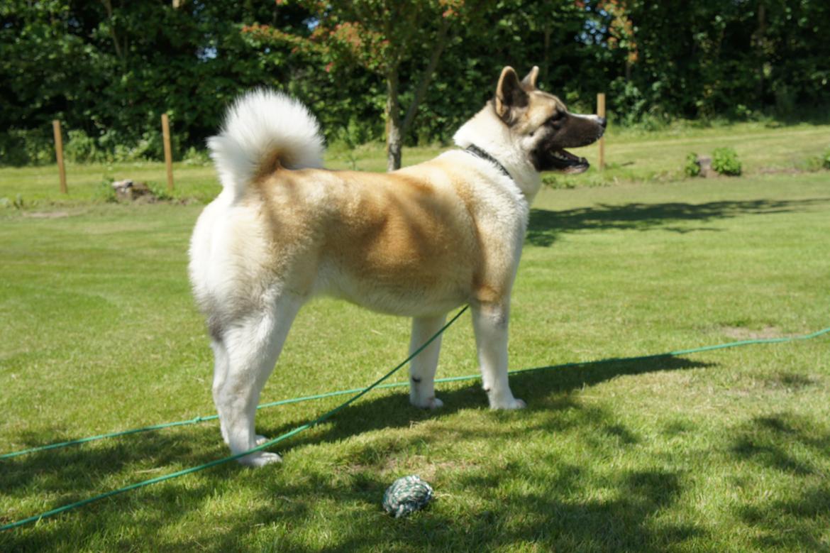 American Akita Senseo When I grow up *Fiona* billede 8