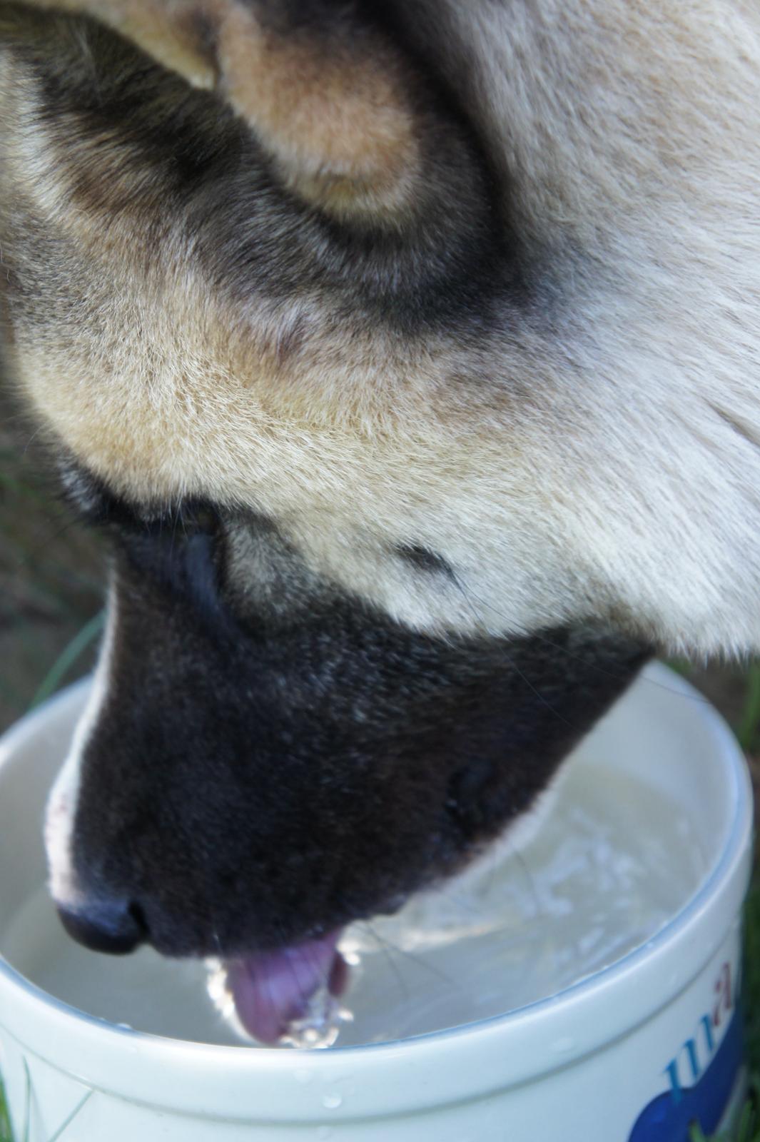 American Akita Senseo When I grow up *Fiona* - Man skal huske at drikke billede 9