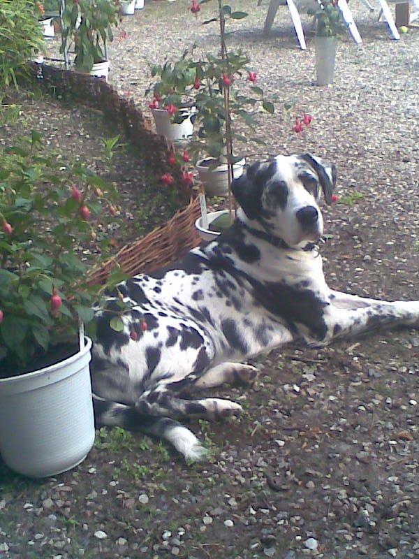 Grand danois Fiffi ~Hvil i fred~ - Hvil i fred min smukke Fiffi billede 1