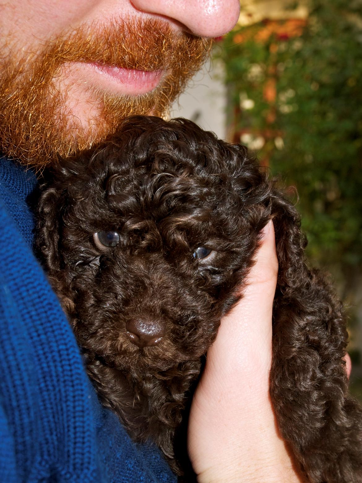 Dværgpuddel Pirrelige Phyt - Første møde med menneske-mor og far. De faldt pladask for mig ! billede 2