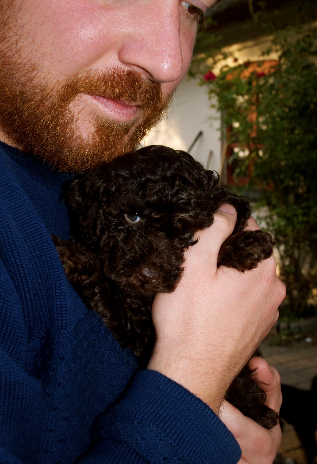 Dværgpuddel Pirrelige Phyt - Kan man bebrejde dem?  billede 3