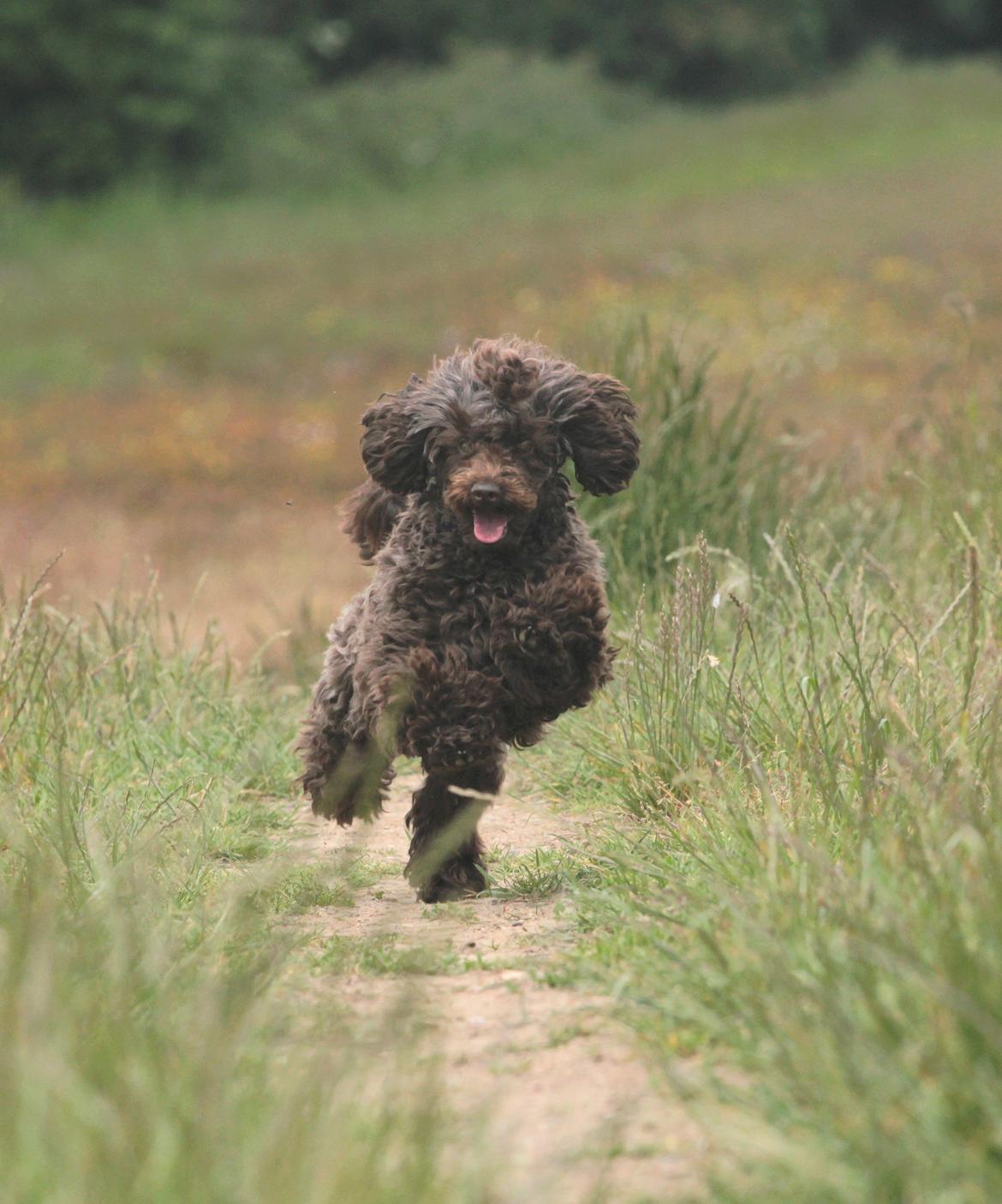 Dværgpuddel Pirrelige Phyt - Her er jeg idag ...  billede 4