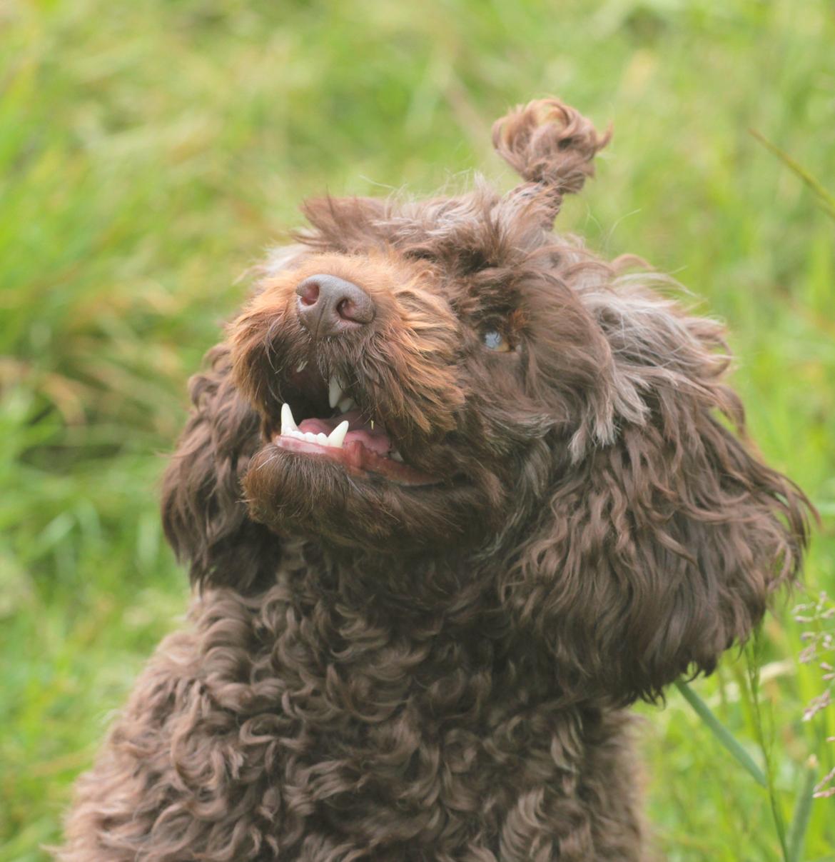 Dværgpuddel Pirrelige Phyt - Velkommen til min profil.. billede 1