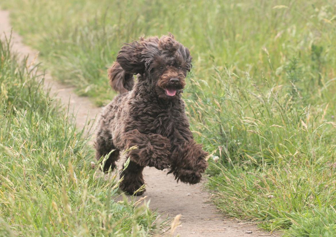 Dværgpuddel Pirrelige Phyt billede 6