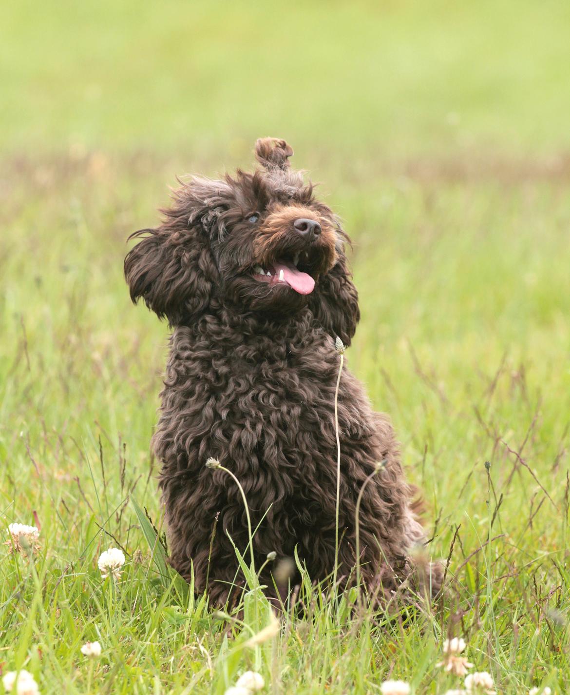 Dværgpuddel Pirrelige Phyt billede 7