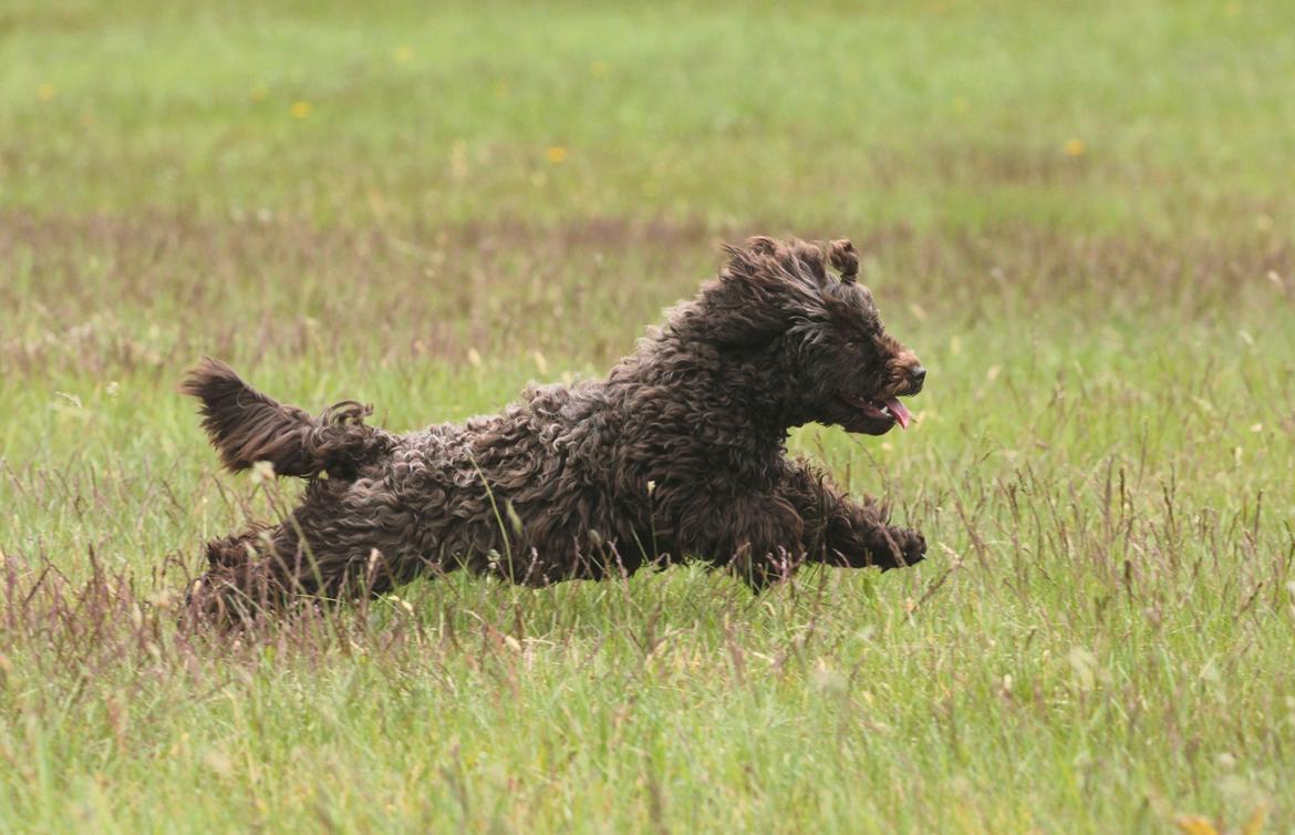 Dværgpuddel Pirrelige Phyt - Jeg har måske ikke et bevis på det, men jeg VED at jeg er den hurtigste puddel i byen.. billede 8