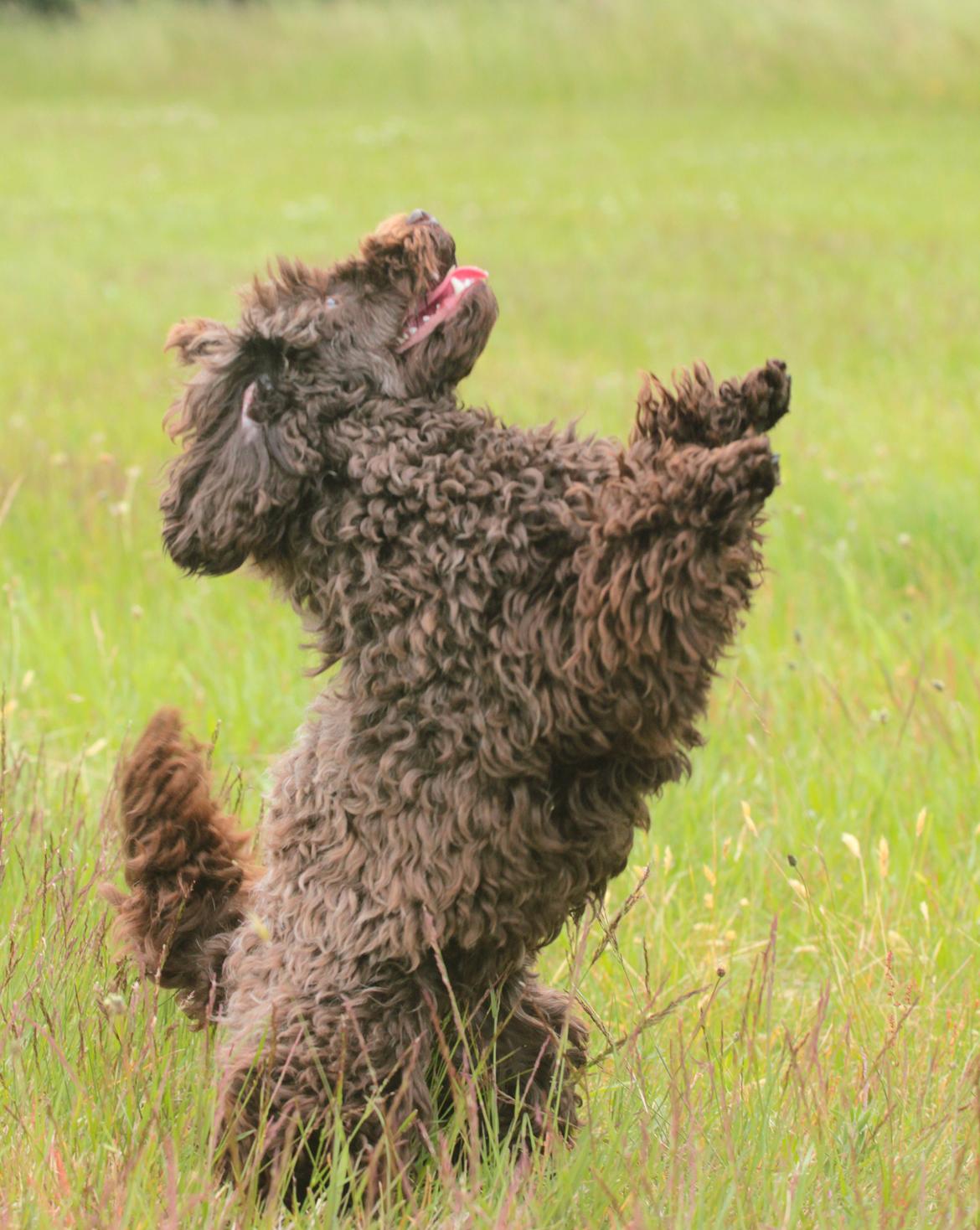 Dværgpuddel Pirrelige Phyt billede 9
