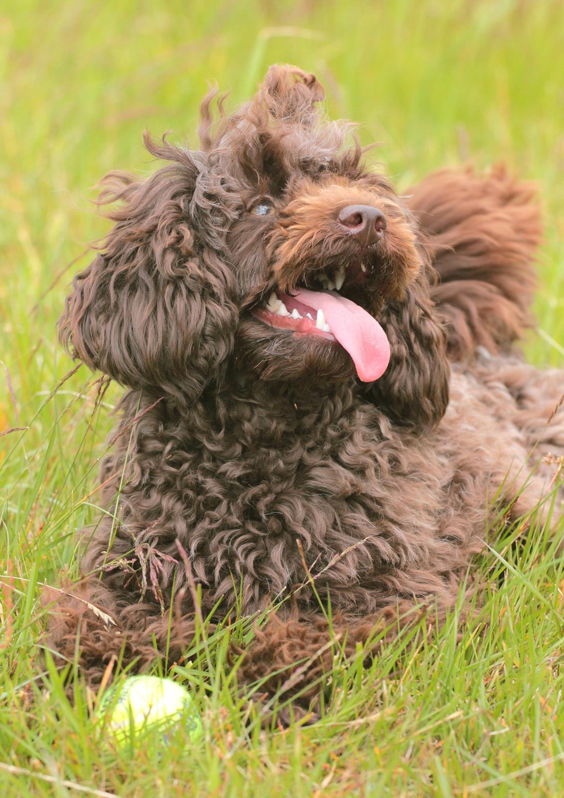 Dværgpuddel Pirrelige Phyt billede 10