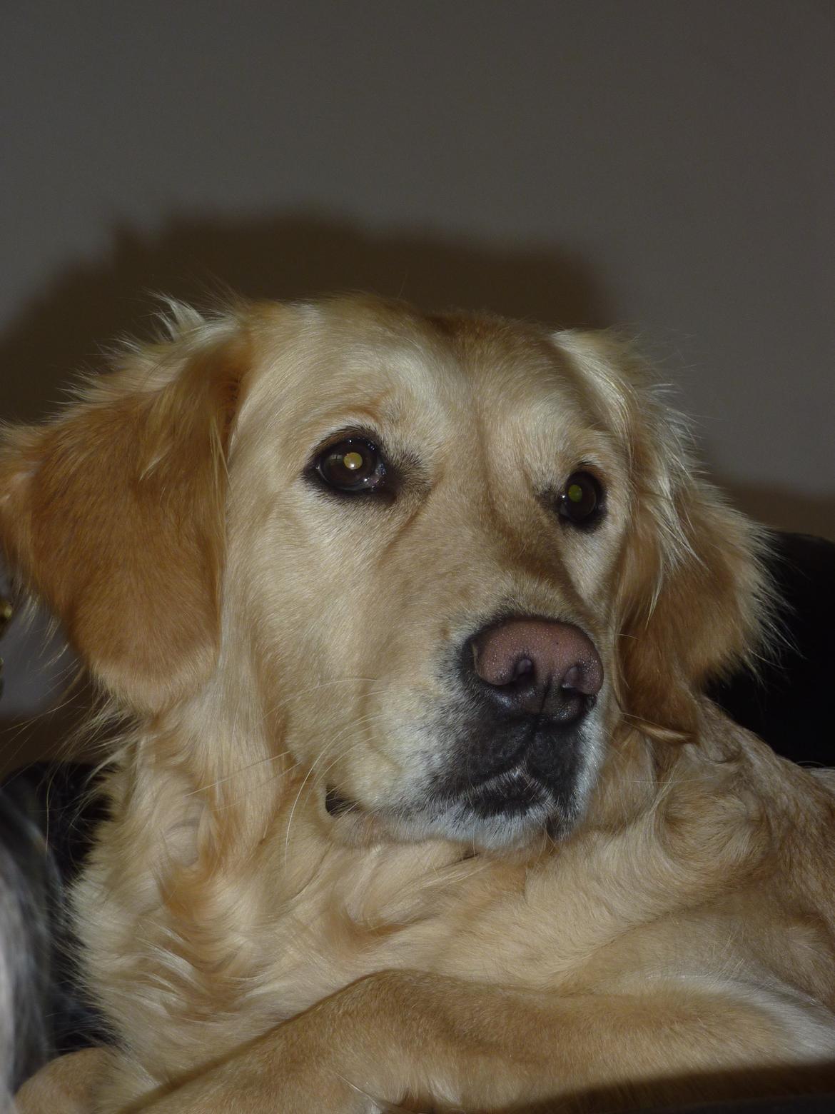 Golden retriever Melba billede 1