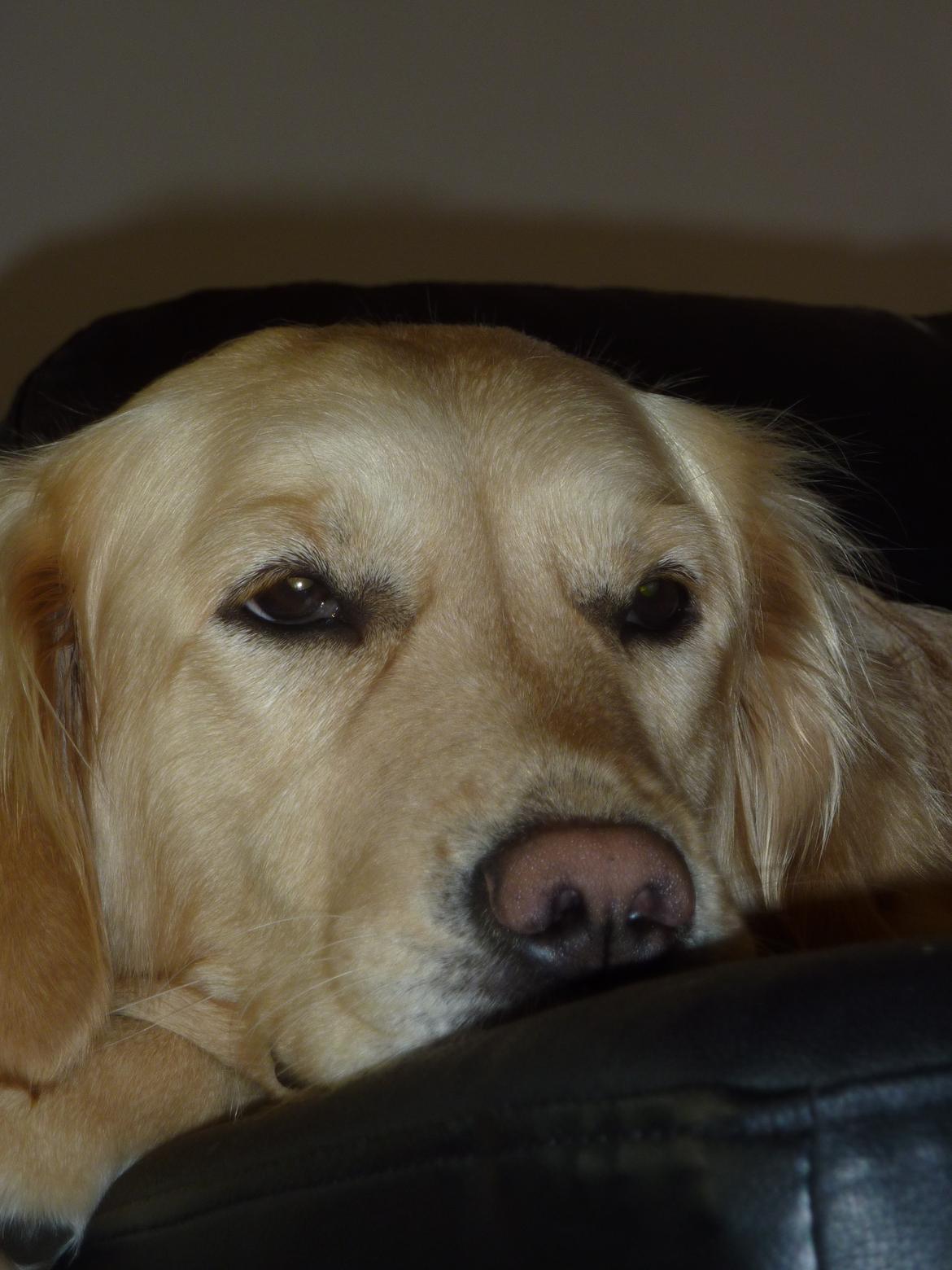 Golden retriever Melba billede 19