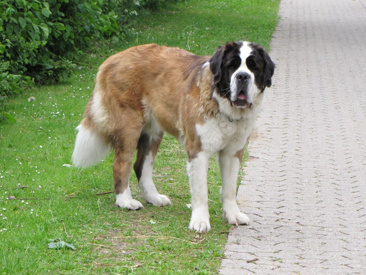 Sankt bernhardshund Mayhoff KASSY billede 2