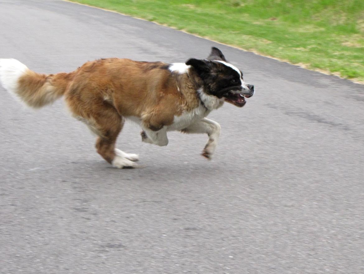 Sankt bernhardshund Mayhoff KASSY billede 3