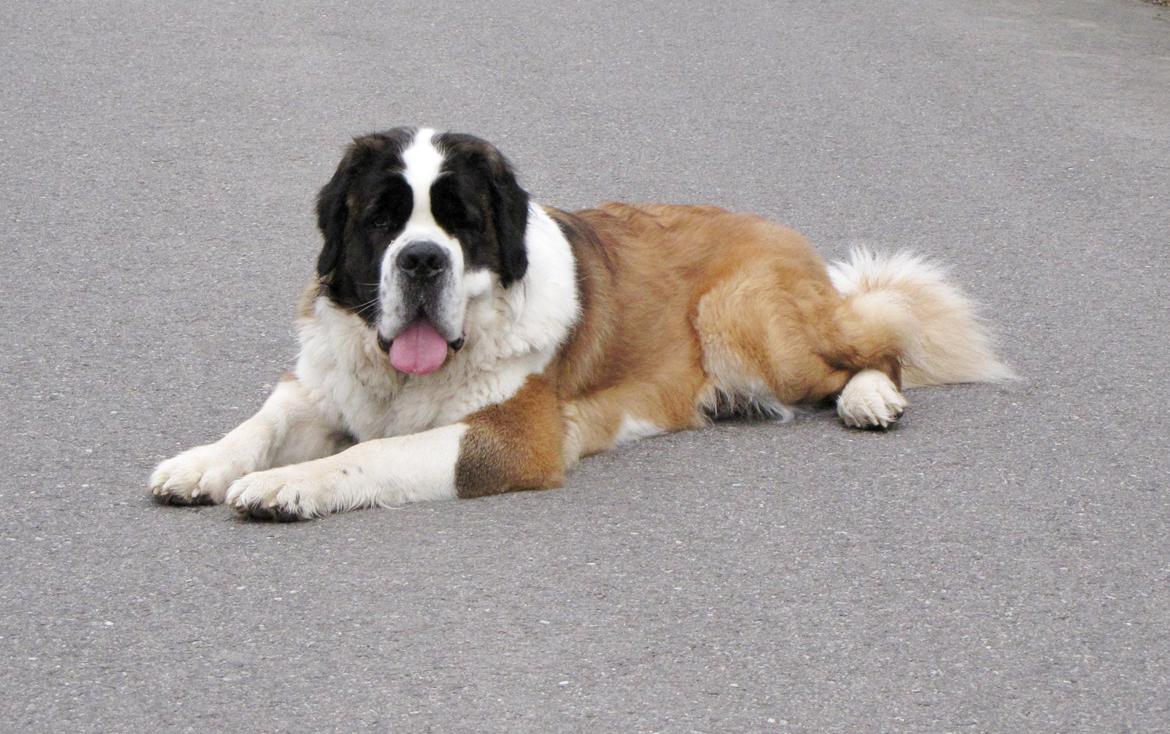 Sankt bernhardshund Mayhoff KASSY billede 4