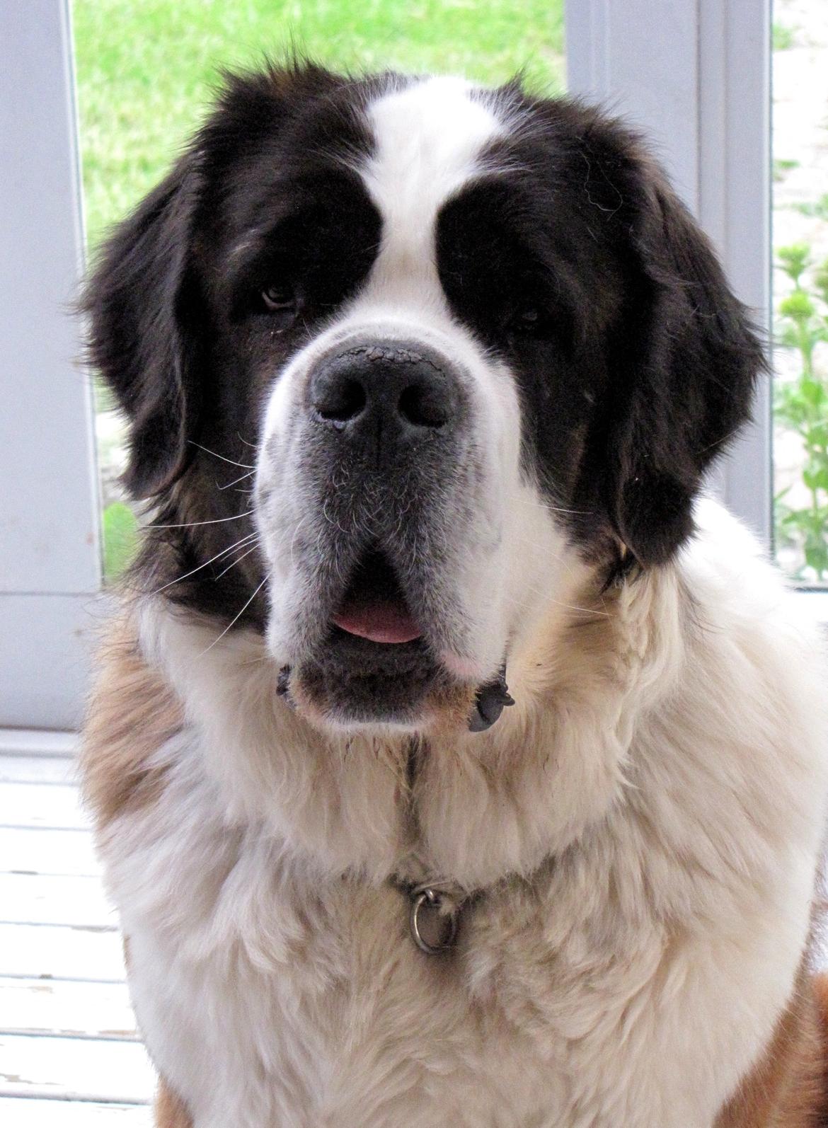 Sankt bernhardshund Mayhoff KASSY billede 6