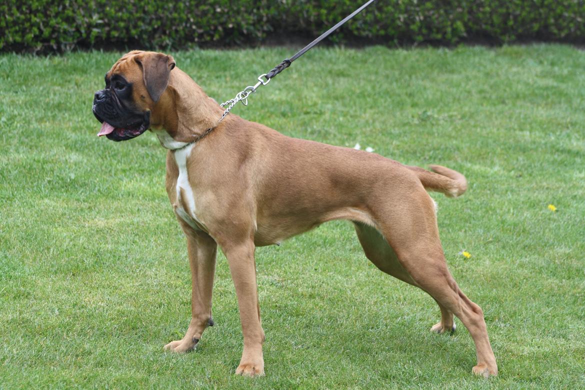 Boxer High On Life's Akaya billede 1