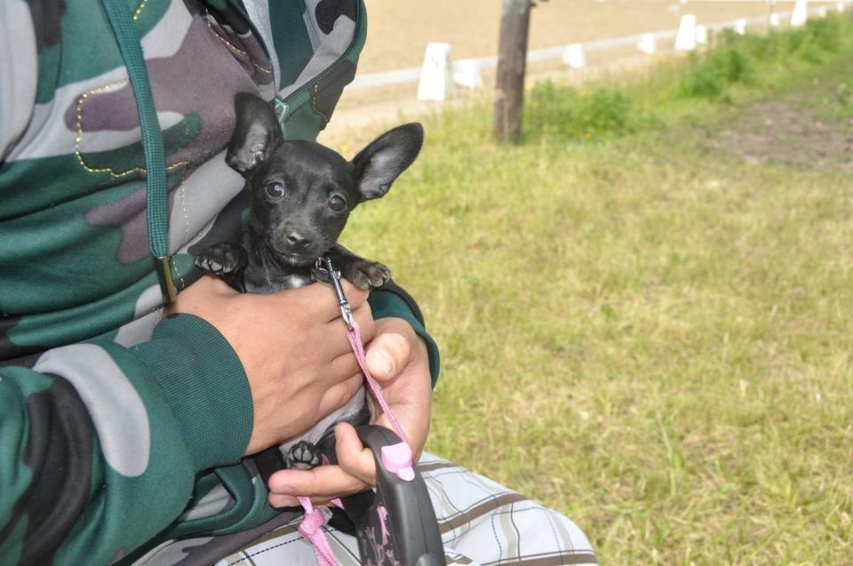 Blanding af racer Molly billede 21