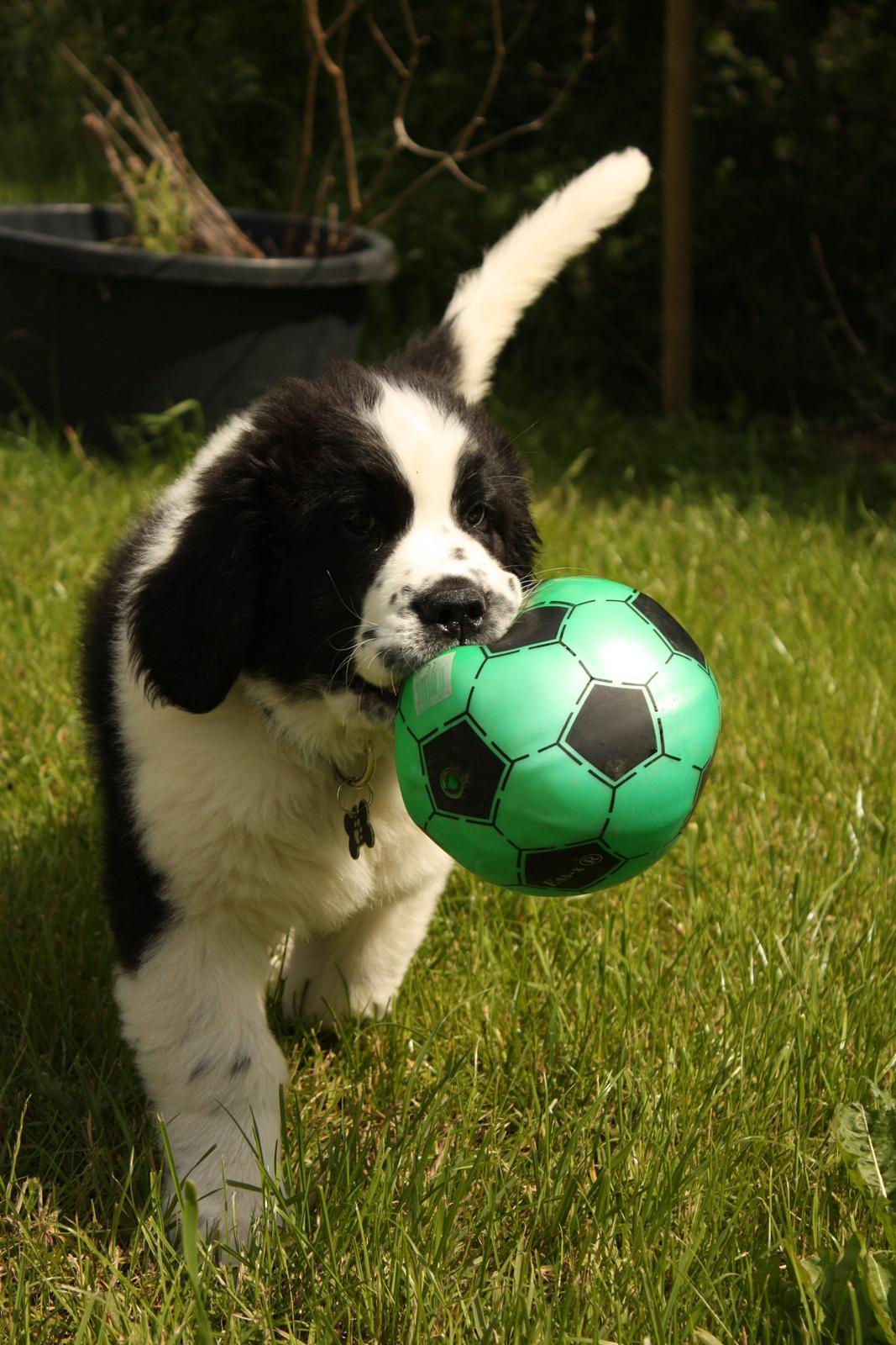 Blanding af racer Ludwig billede 2