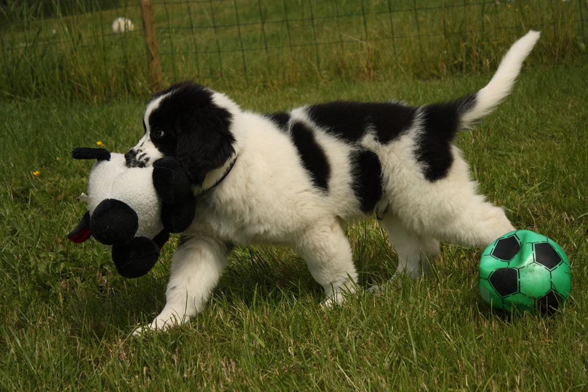 Blanding af racer Ludwig billede 3