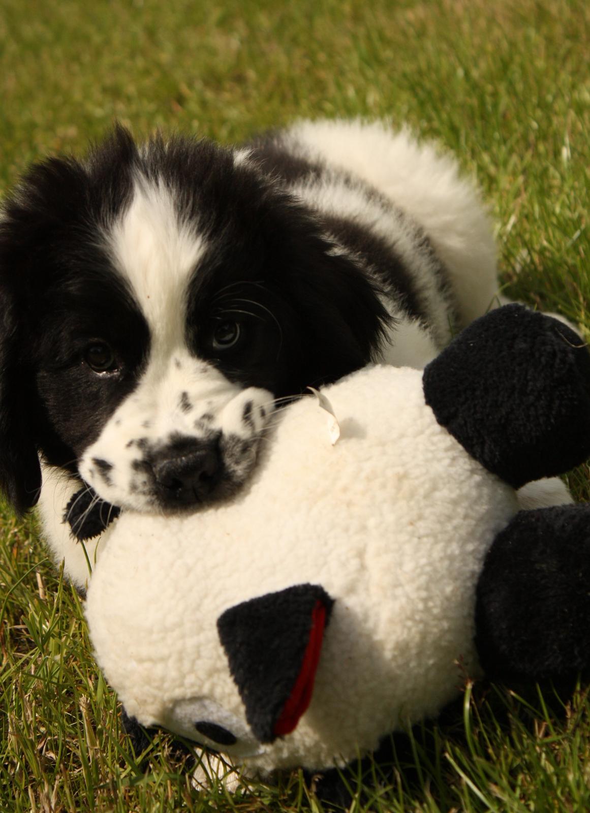 Blanding af racer Ludwig billede 4