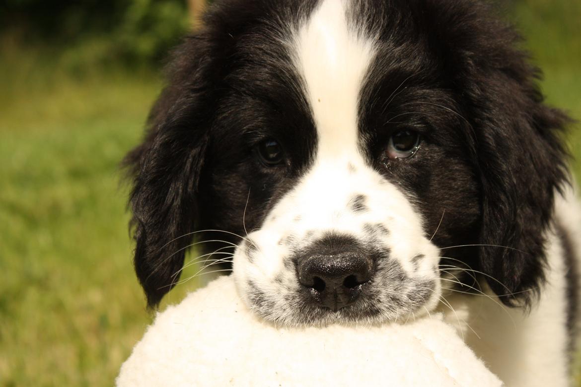 Blanding af racer Ludwig billede 5